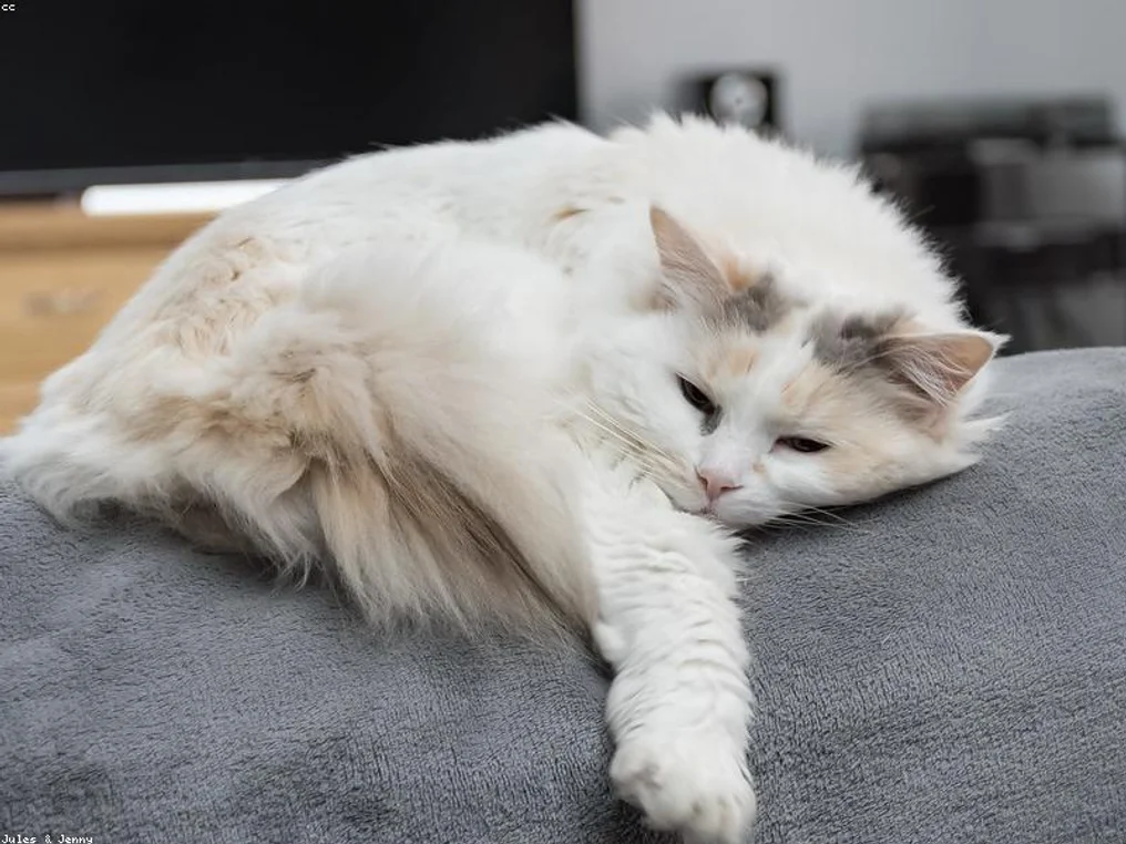 Persian Kitten