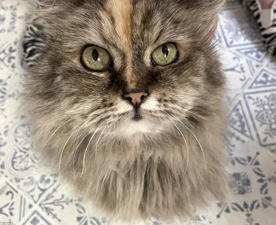 Persian Kitten