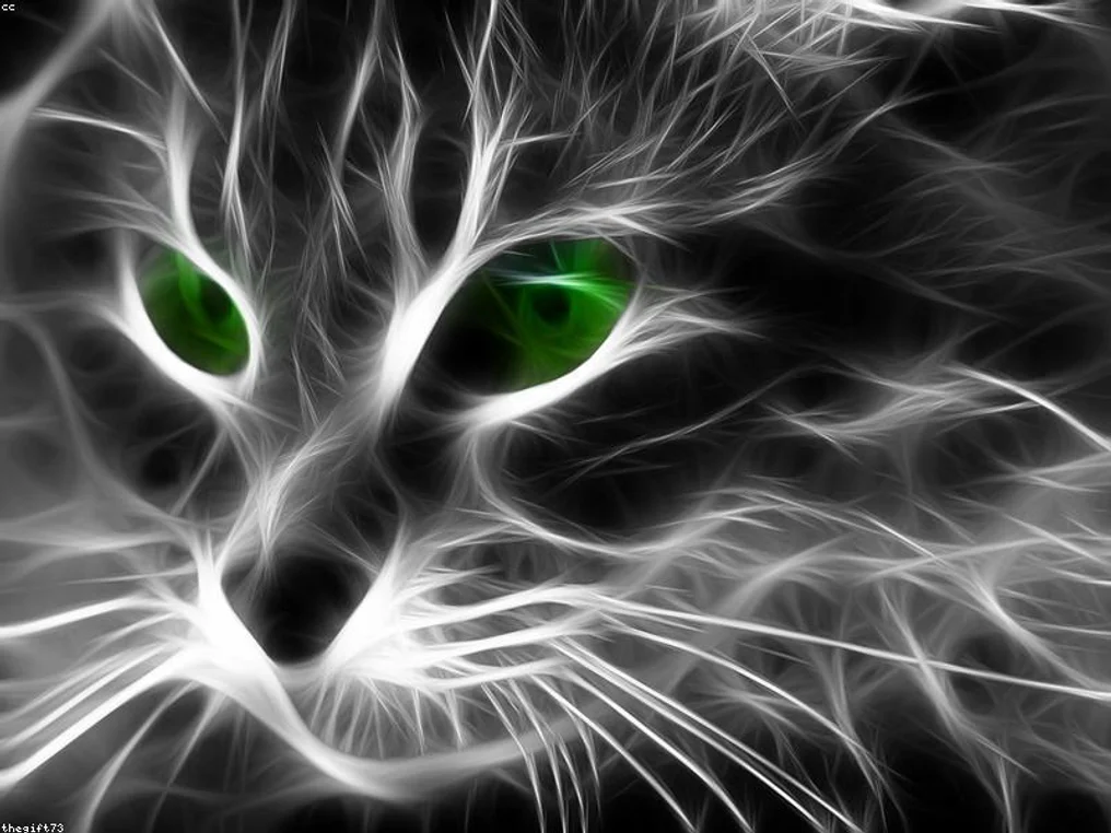 Scottish Fold Kitten