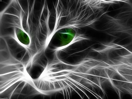 Persian Kitten