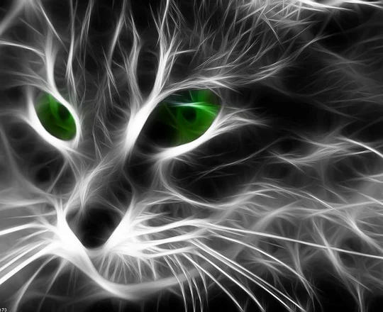 Scottish Fold Kitten