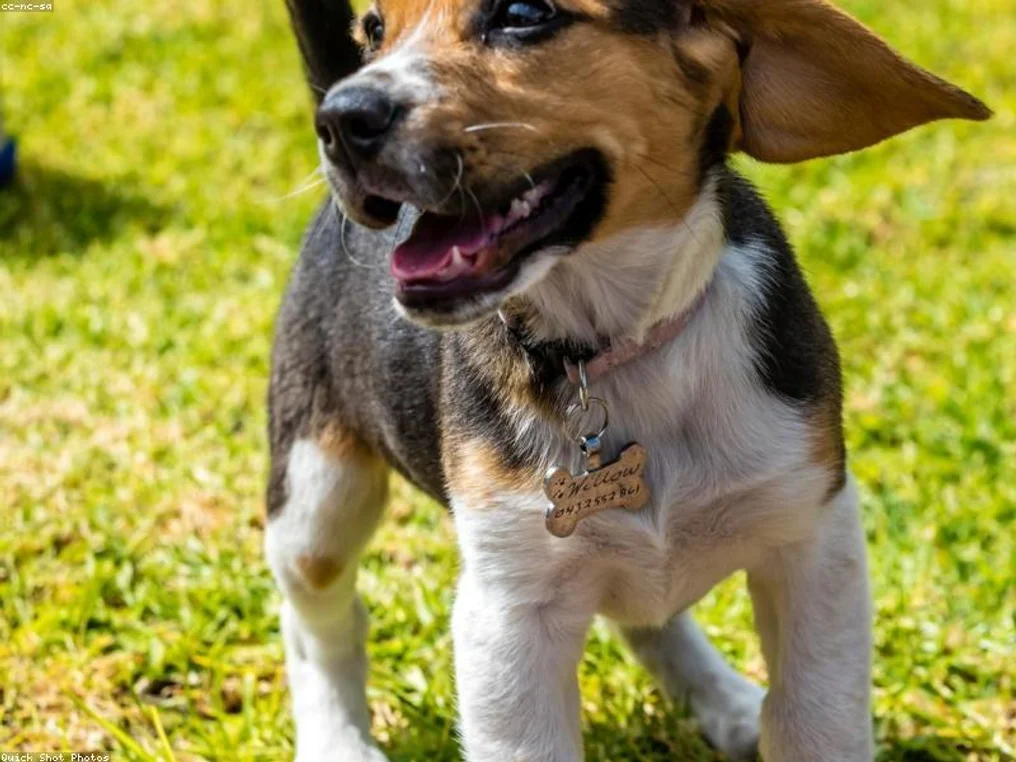 Bernese Mountain Dog Girl