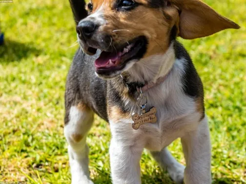 Labrador Retriever Girl