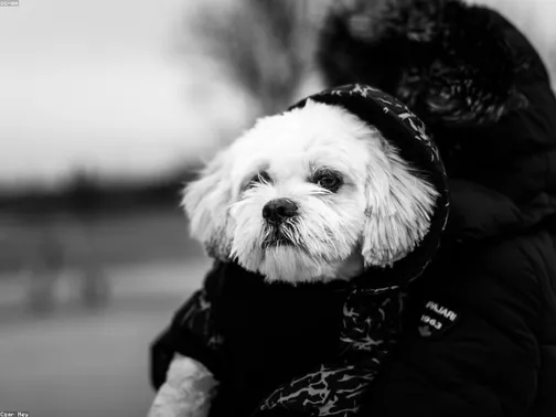 Chihuahua Girl