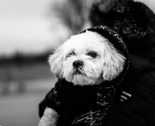 Chihuahua Girl