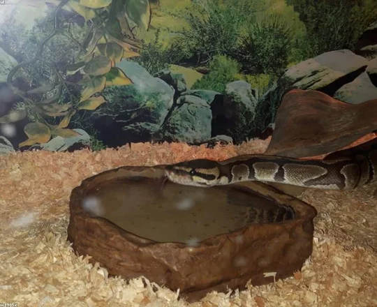 Bearded Dragon