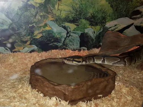 Bearded Dragon