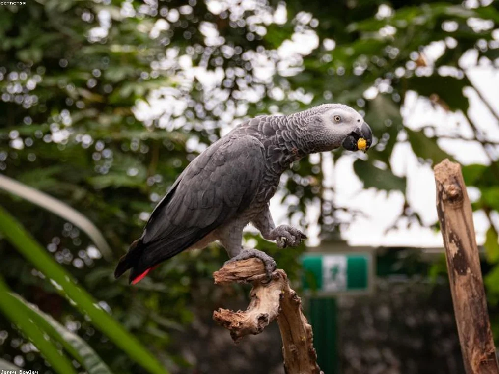 African Grey Parrot