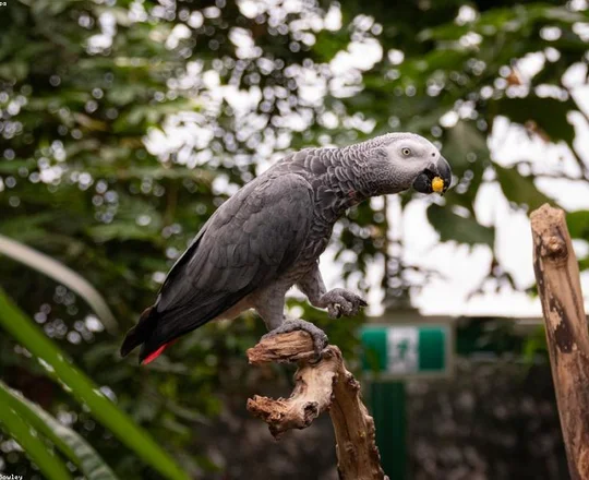 African Grey Parrot