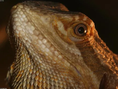 Bearded Dragon