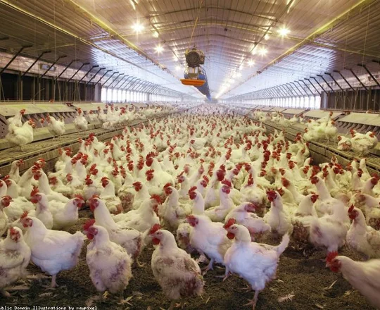 Heritage Chicken (lot of 6)
