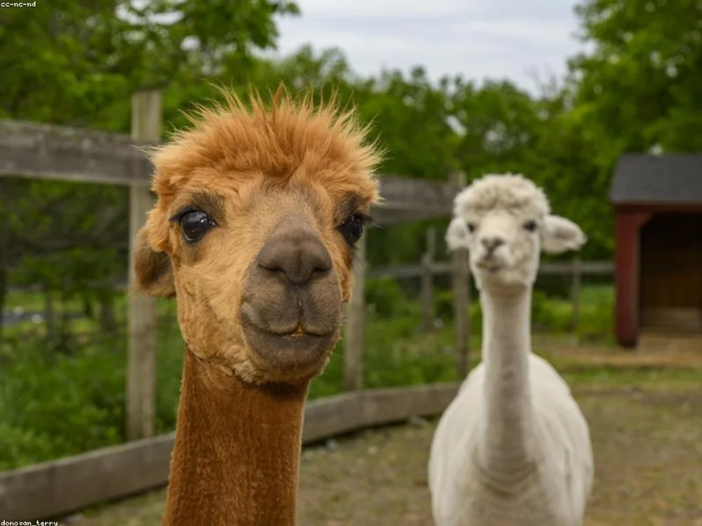 Alpaca