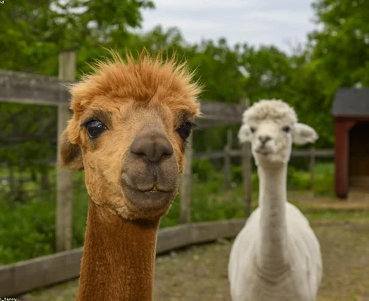 Alpaca